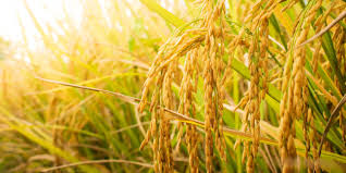 Sixth step on the path of rice farming revival